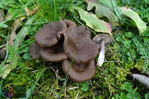 Entoloma sericeum (6)